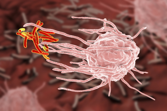 Macrofago mangia batteri della tubercolosi